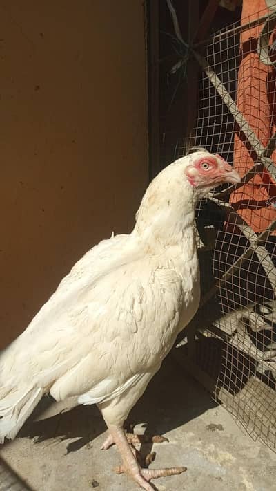 2 year Heera Madi top quality Madi for sale contact interacted people