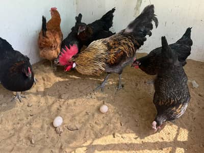 Eag laying Hens for sale