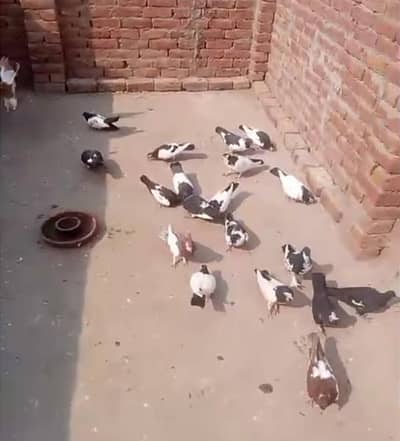 pigeons 27 kabotar h