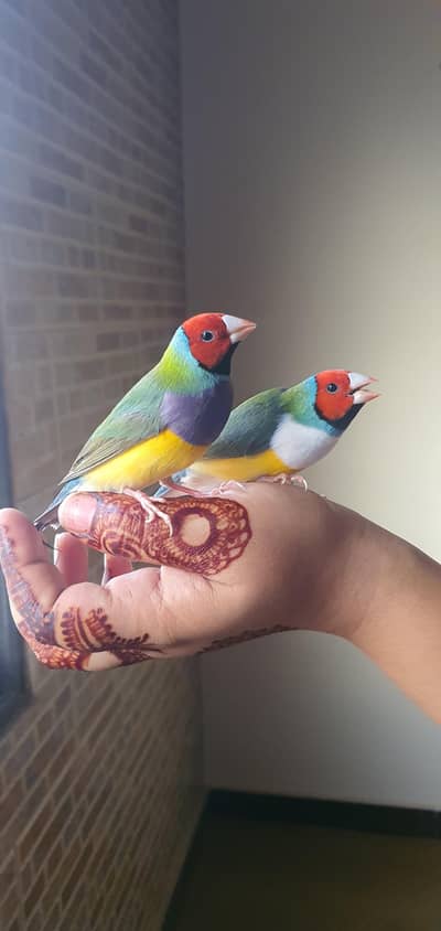 Gouldian Finch Ready Pairs for Sale