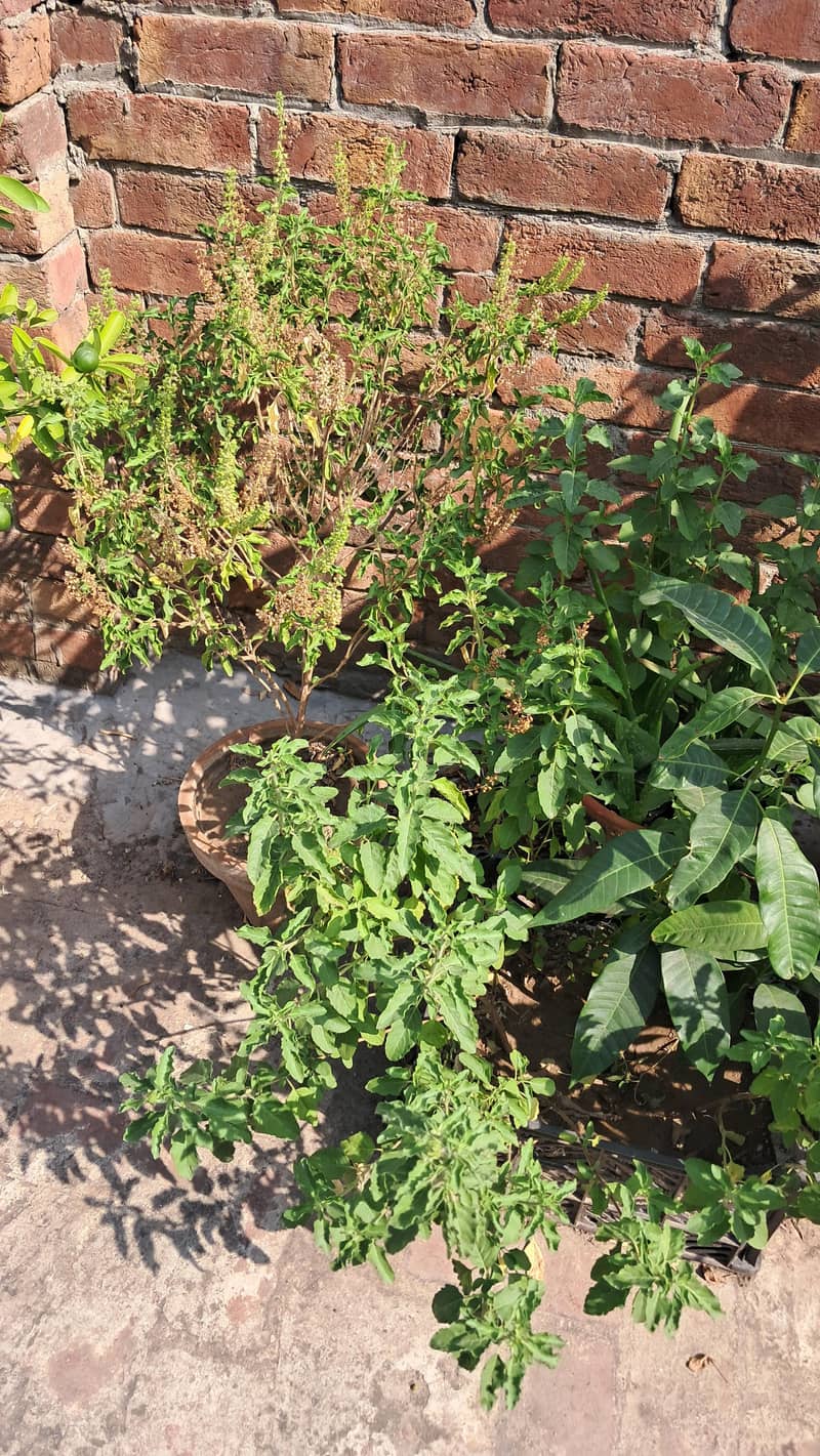Plants 0