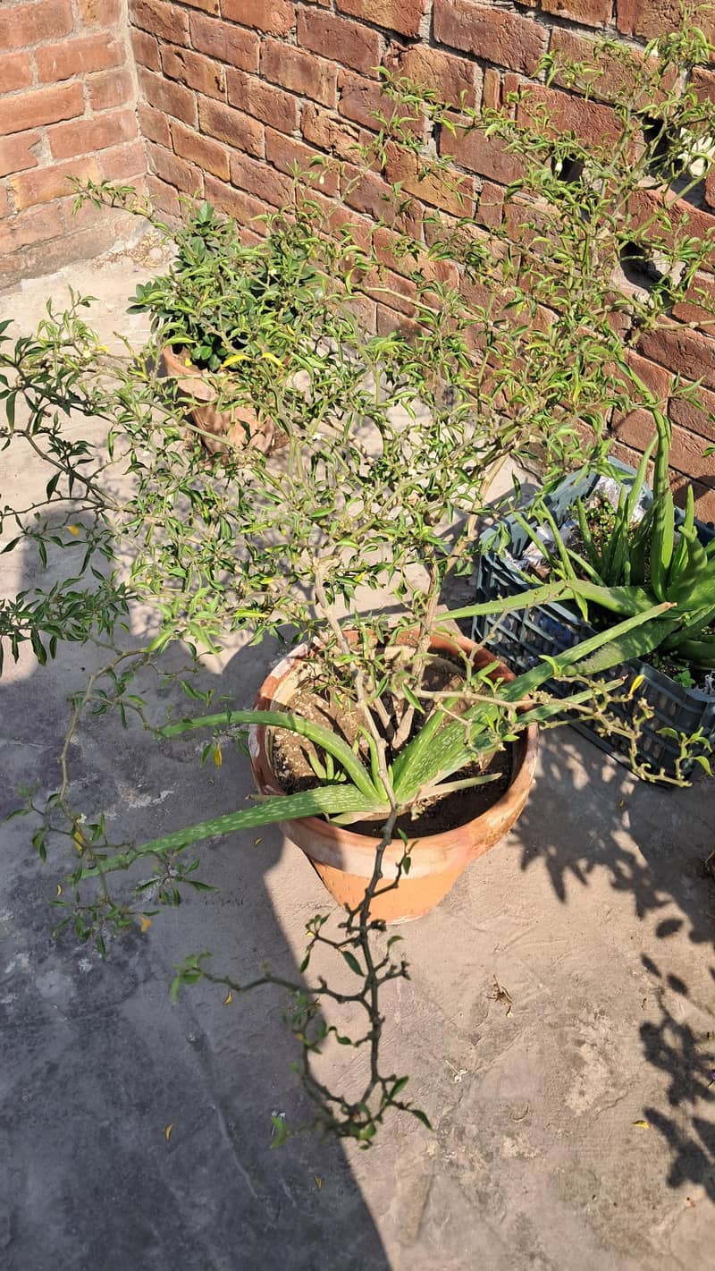 Plants 1