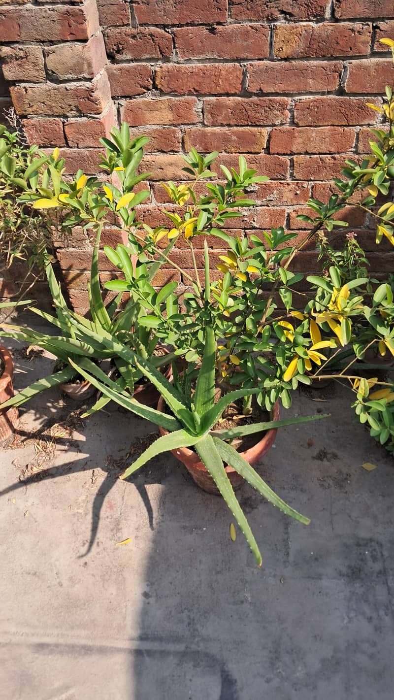 Plants 2