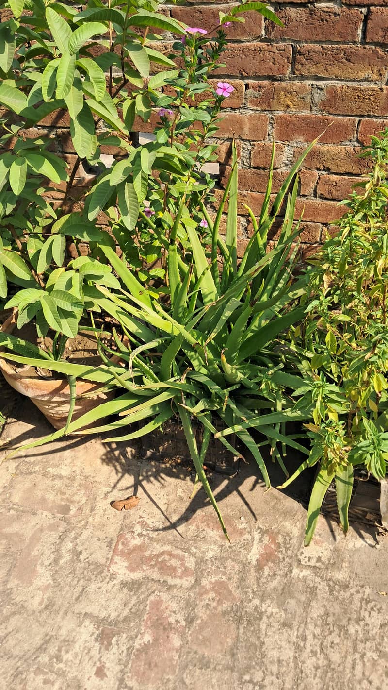 Plants 3