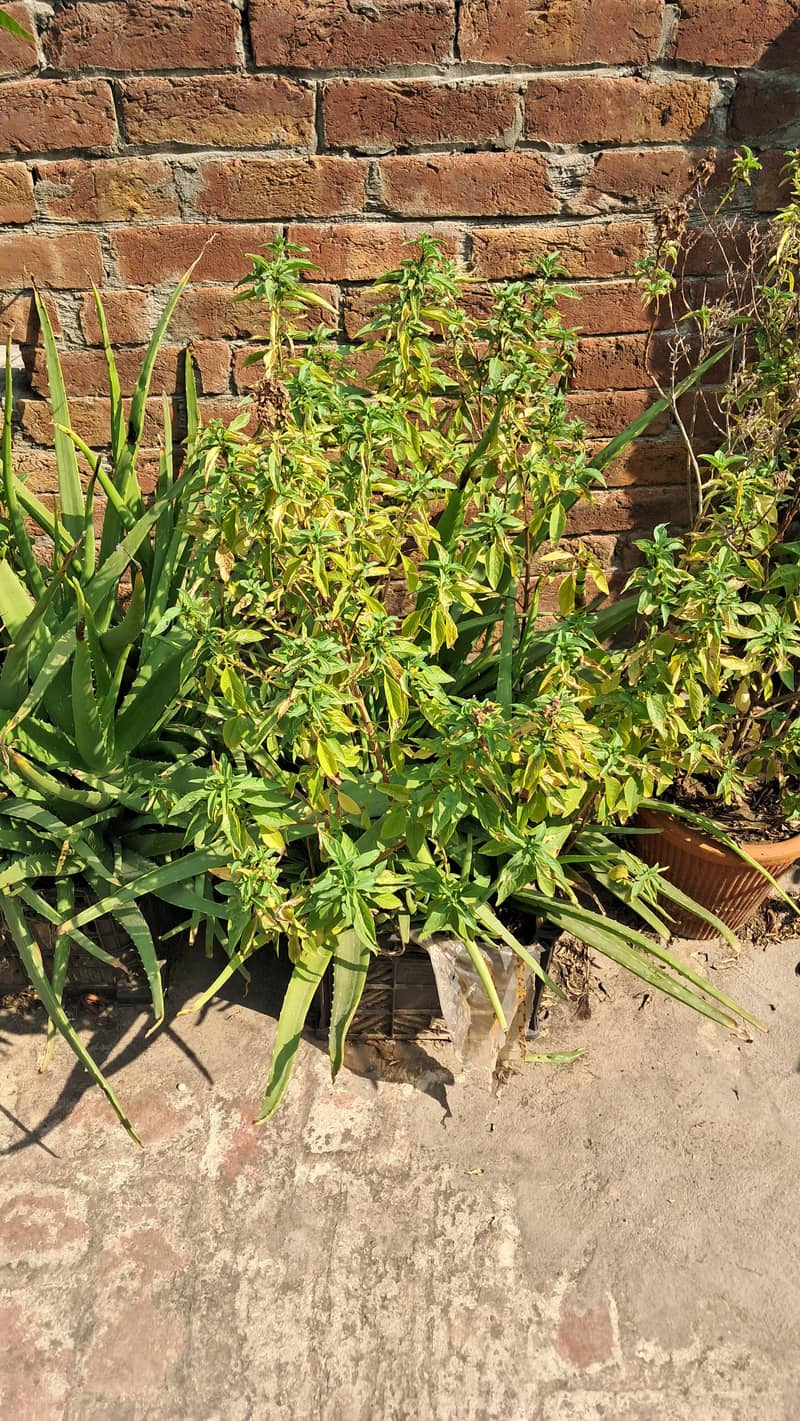 Plants 4
