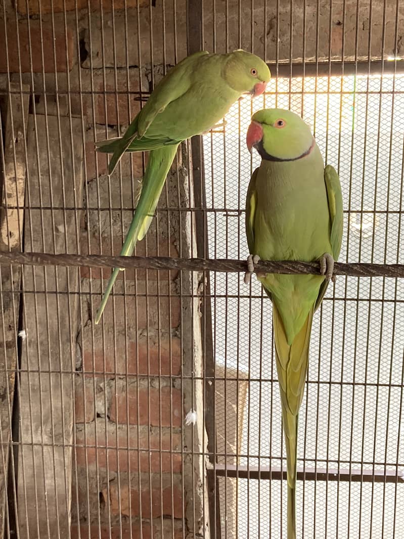 Green ring nack breeder pair 1