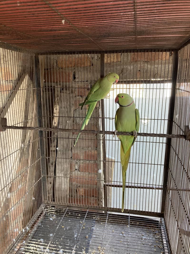 Green ring nack breeder pair 2