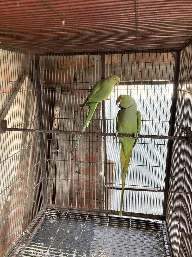 Green ring nack breeder pair 3