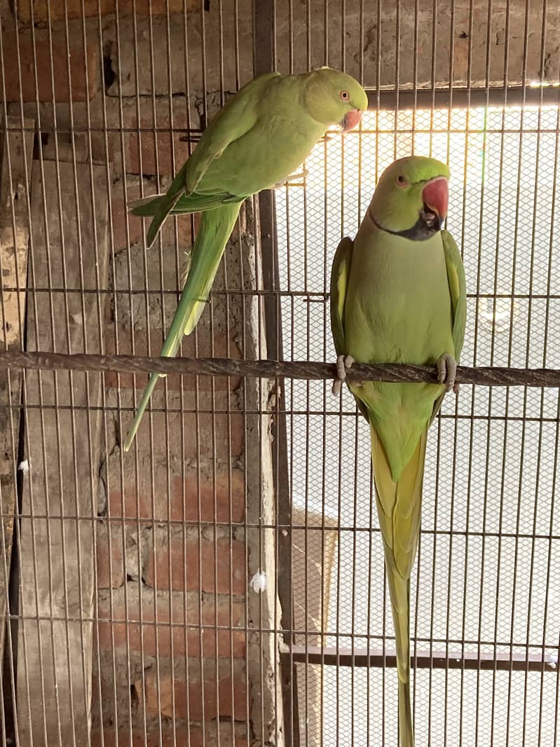 Green ring nack breeder pair 4