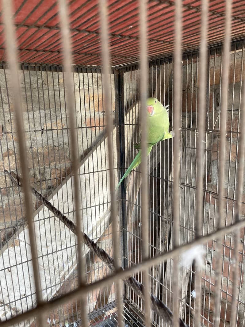 Green ring nack breeder pair 8