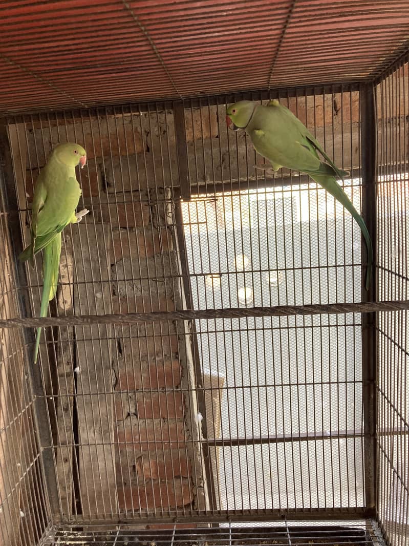Green ring nack breeder pair 10