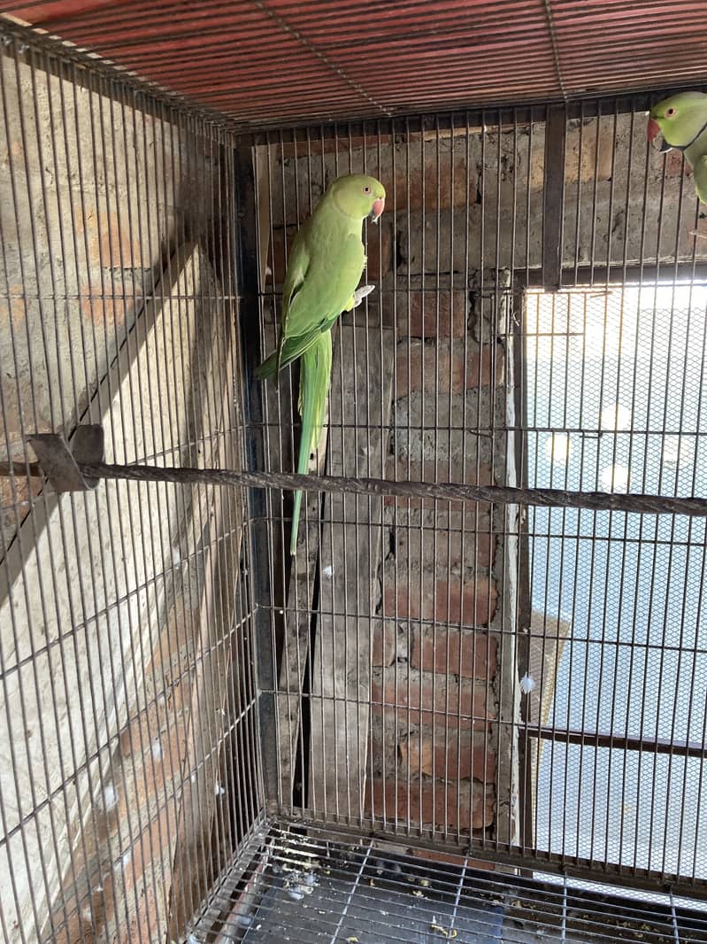 Green ring nack breeder pair 11