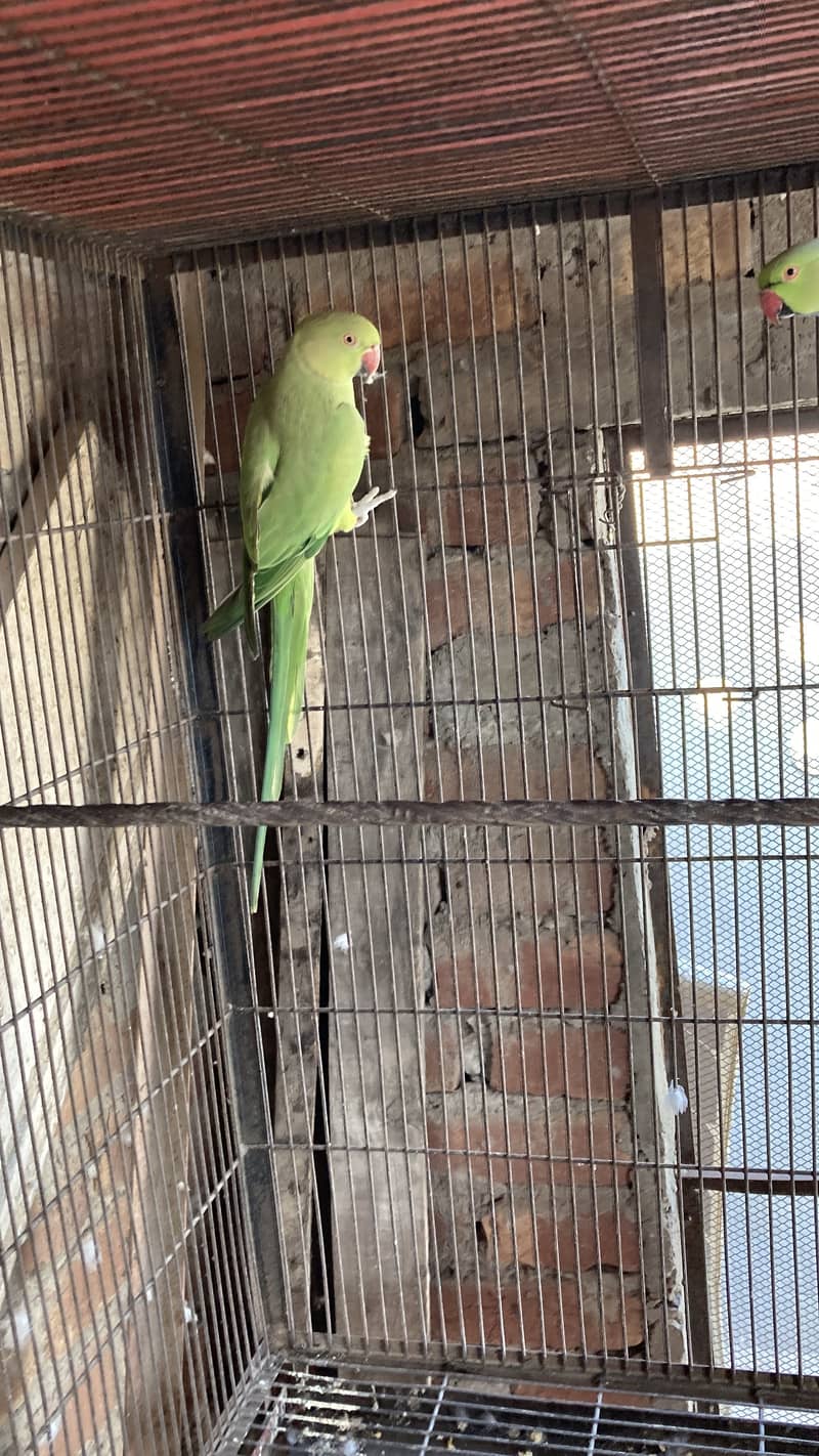 Green ring nack breeder pair 12