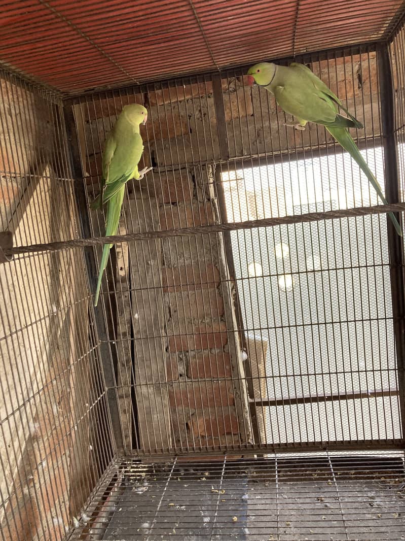Green ring nack breeder pair 13