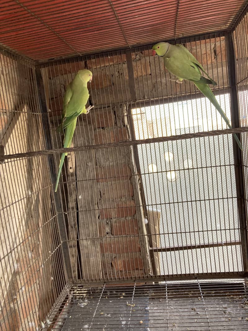 Green ring nack breeder pair 14