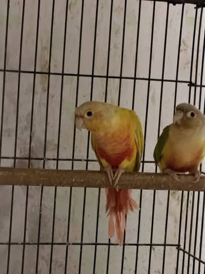 Sun cheek female