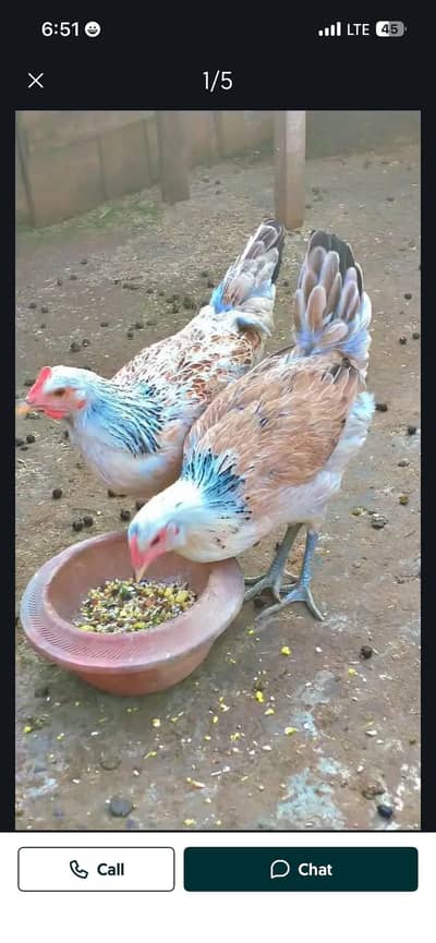 Bhai gar ke pale hai aktev hai