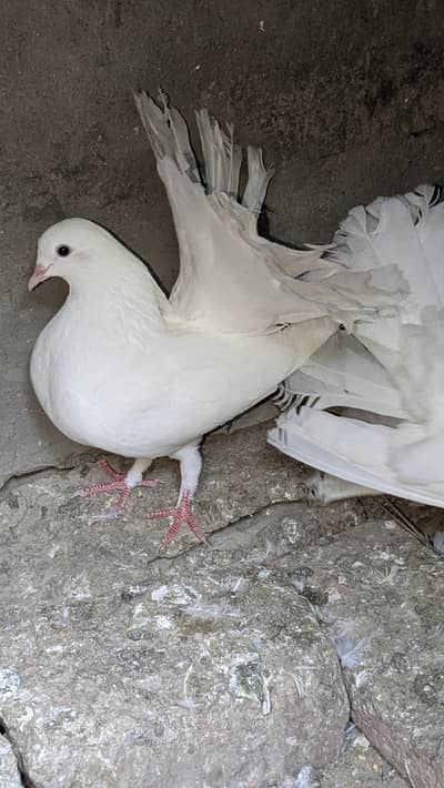 Top Pure White Fantail Pigeons for Sale | Healthy & Premium Quality