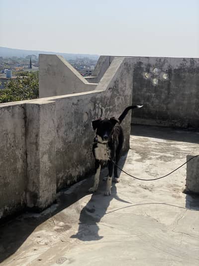 Pure Bakerwal Dog