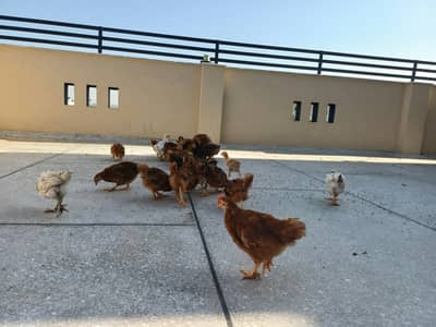 Golden Misri Healthy Chicks