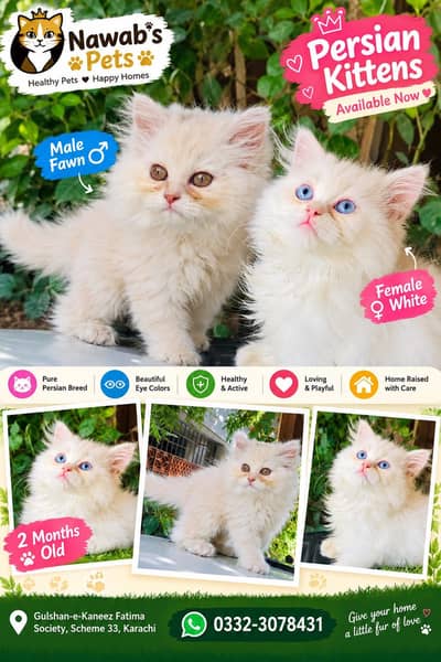Persian kittens