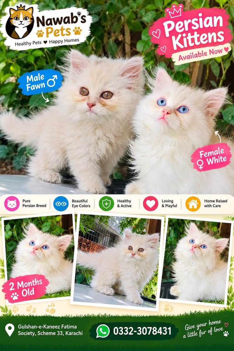 Persian kittens 0