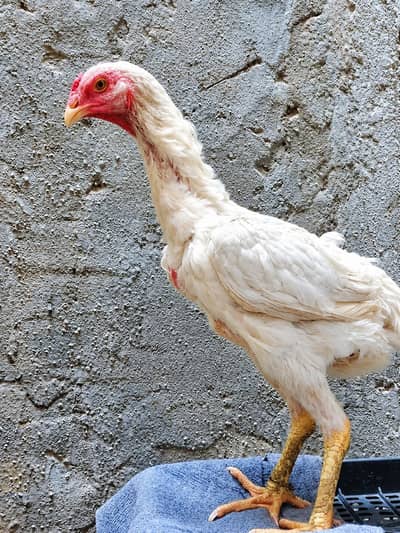 White Shamu Murghi urgent sale