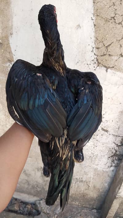 sawa mushka patha  urgent sale demand 6000 peeli nok nalli
