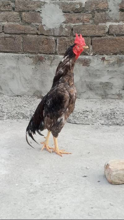 figther bengum aseel saleta patha