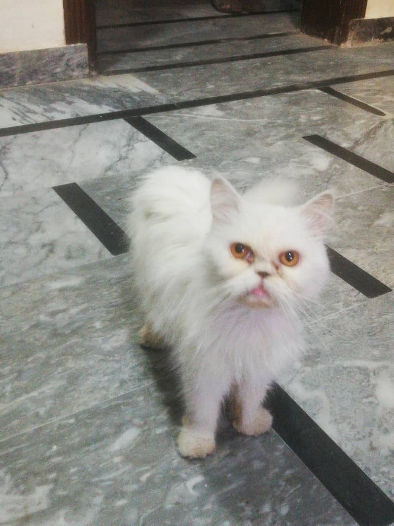 Persion  cat 0