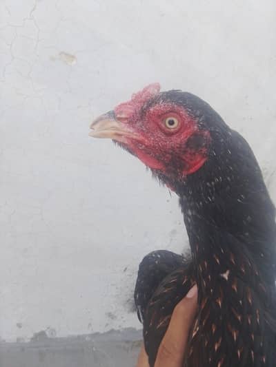 Aseel madi for sale exchange also possible