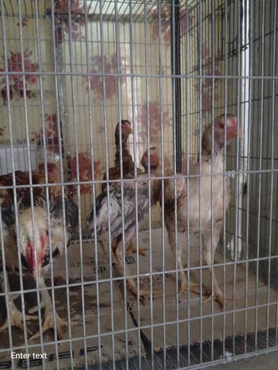 Asseel 6 piece for sale