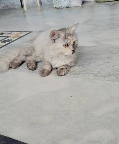 Semi Punch Face kitten