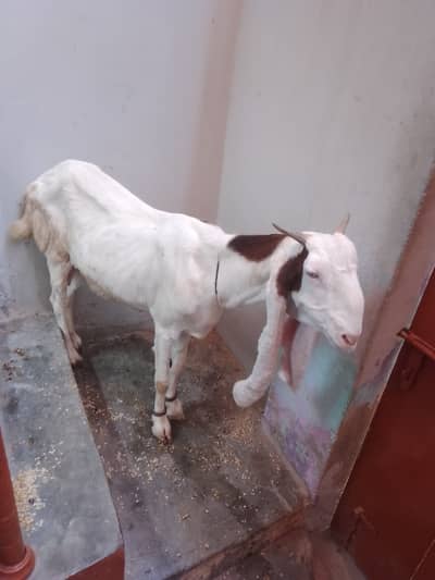 Gulabi Rajanpuri Bakri | Chamba Patti Wali | Long Ears | For Sale