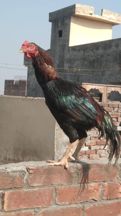 Pure Mushka Aseel Murga For Sale - Lahore