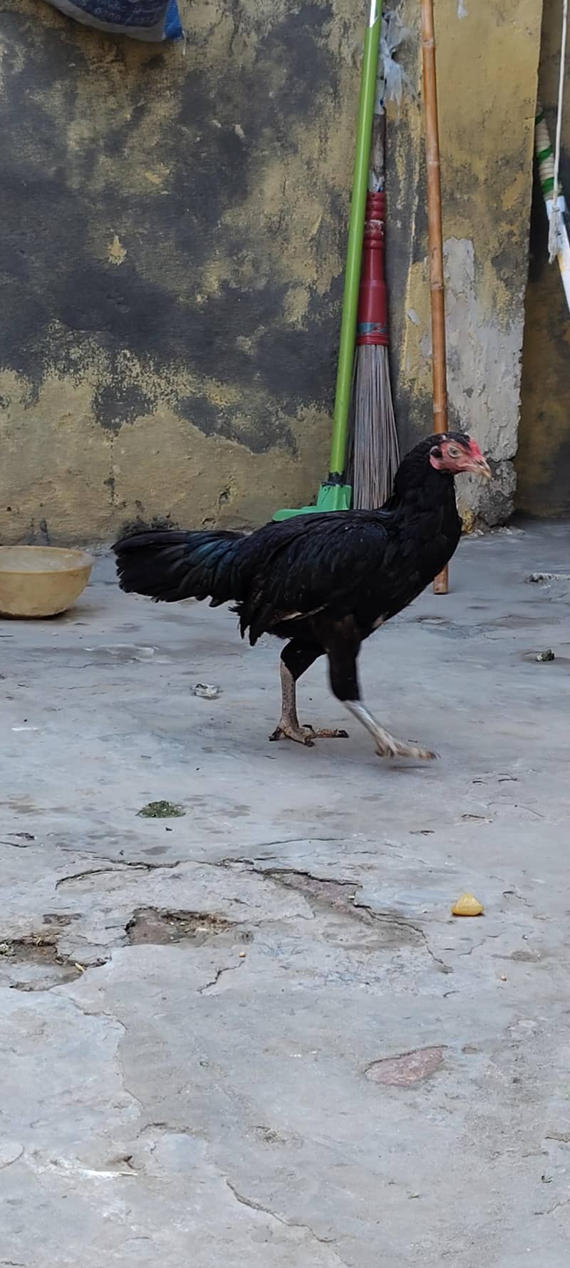 Aseel black 0