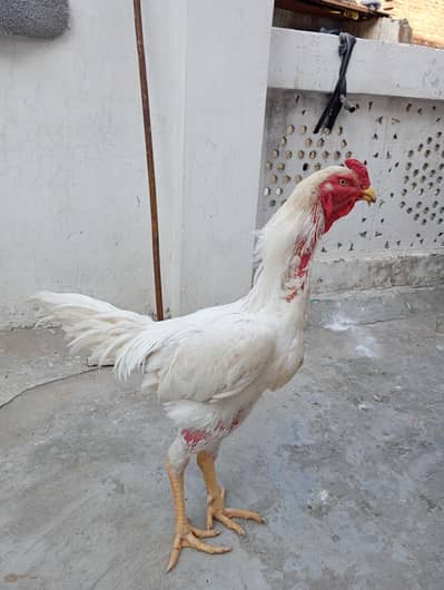 paper white pure Shamo Aseeel Murga