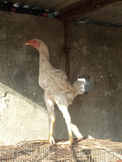 Black Australorp Murghi and shamu cross bacha