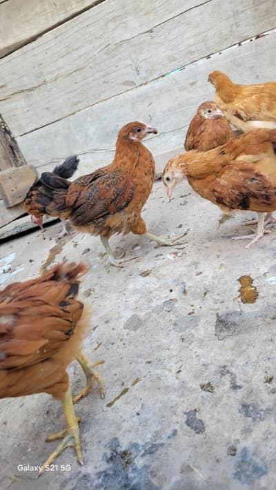 Golden Misri Desi Chicks for sale 55 Days Old  Islamabad Rawalpindi