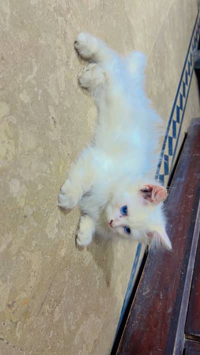 White Persian cats