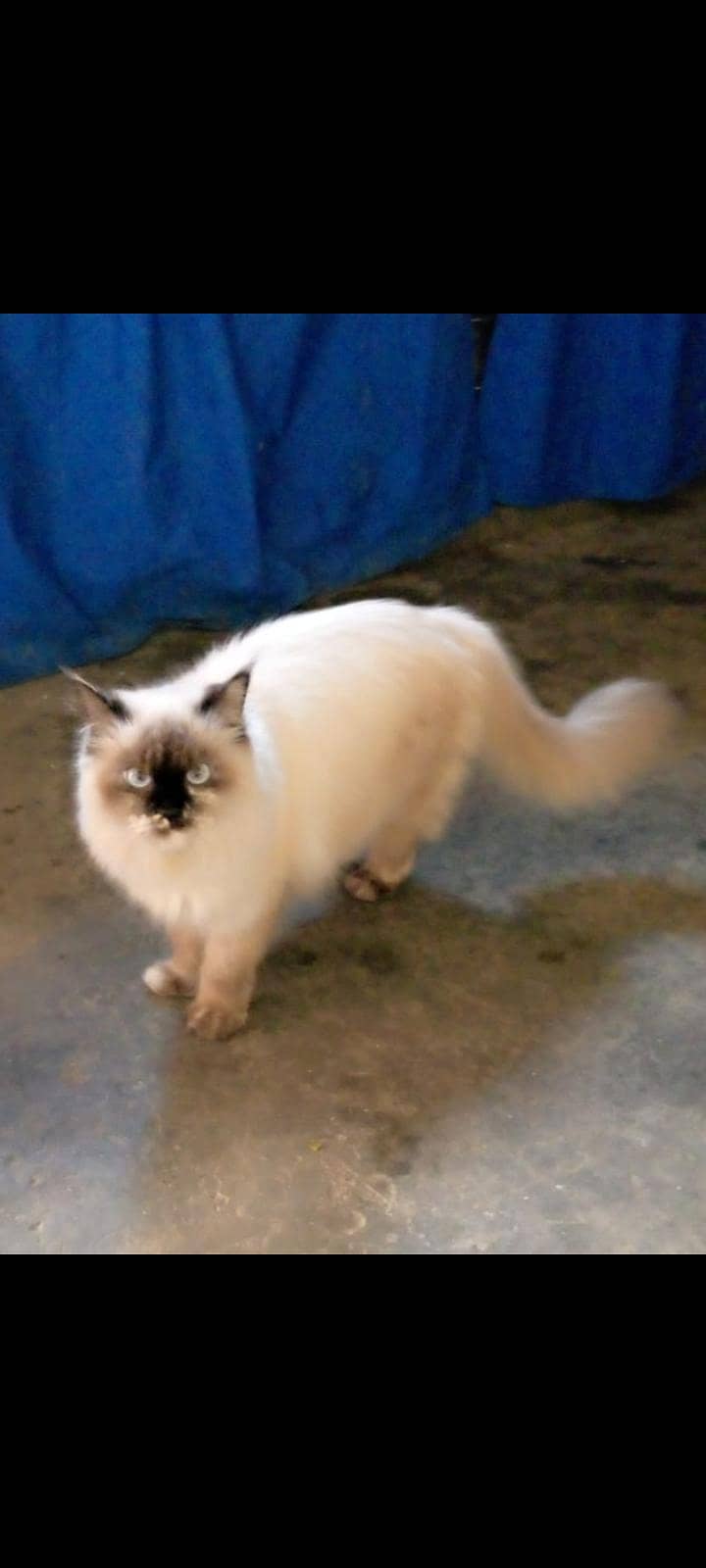 cute white kitten 0