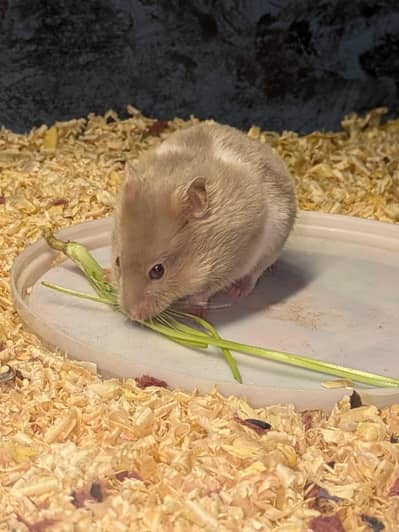 Hamster with cage