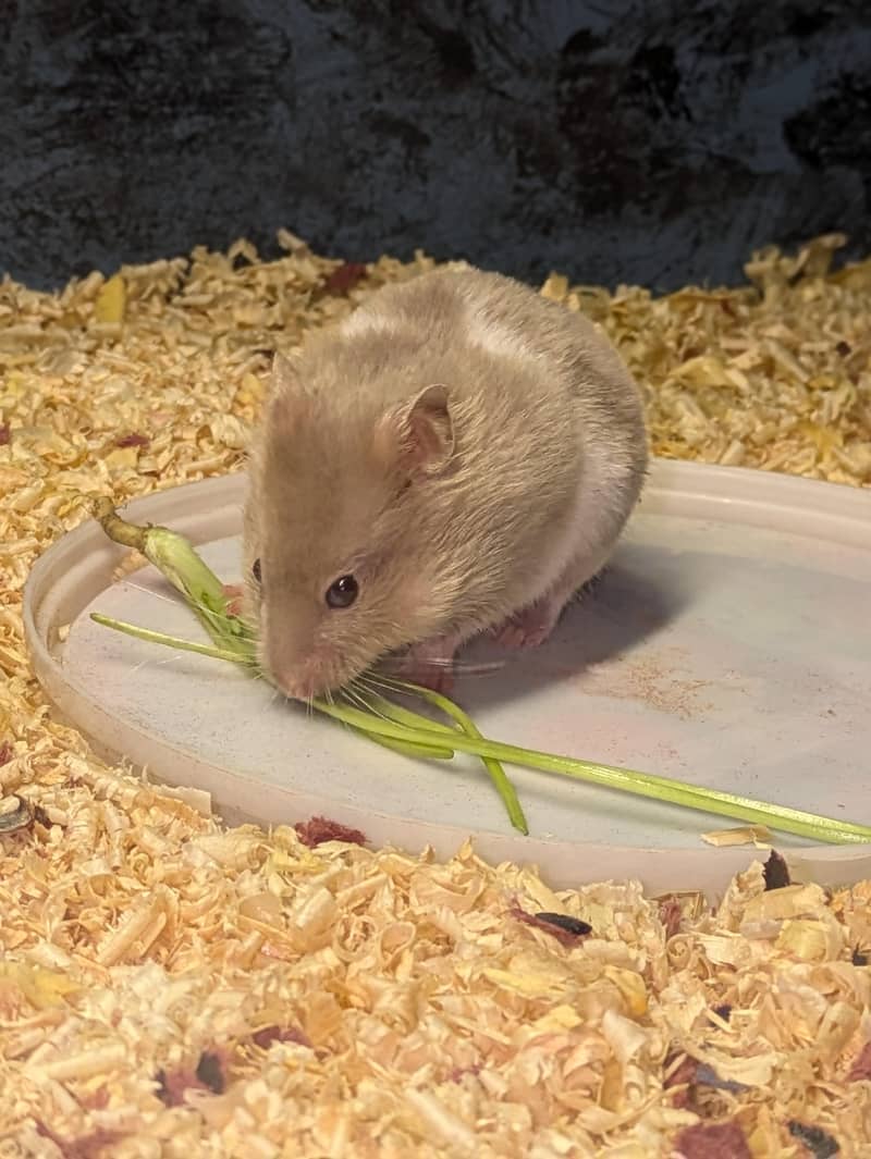 Hamster with cage 0