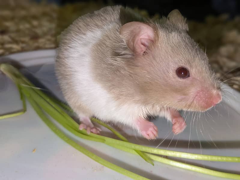 Hamster with cage 1