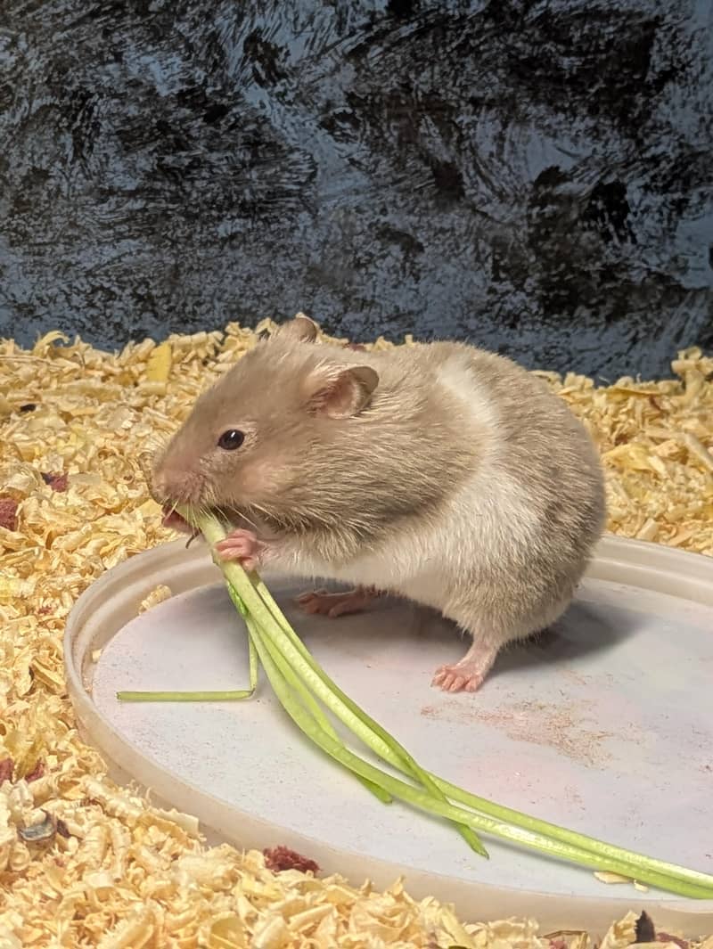 Hamster with cage 2