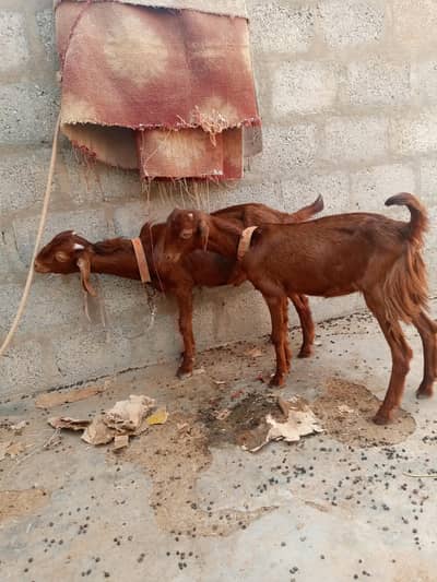 nar madi ki jori he dabal hadi ke