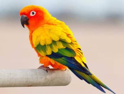 suncnure high red factor tame bird