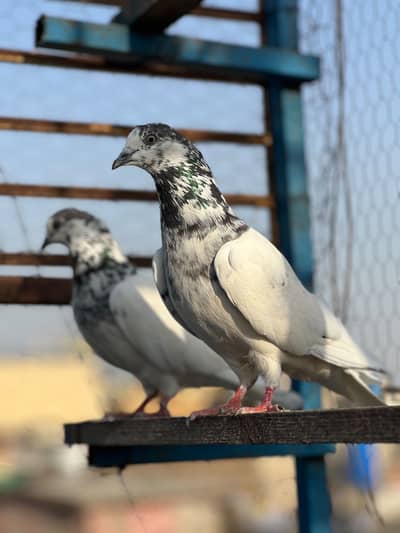 Resulted Breeder Pairs