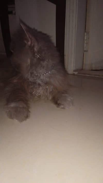 Persia cat