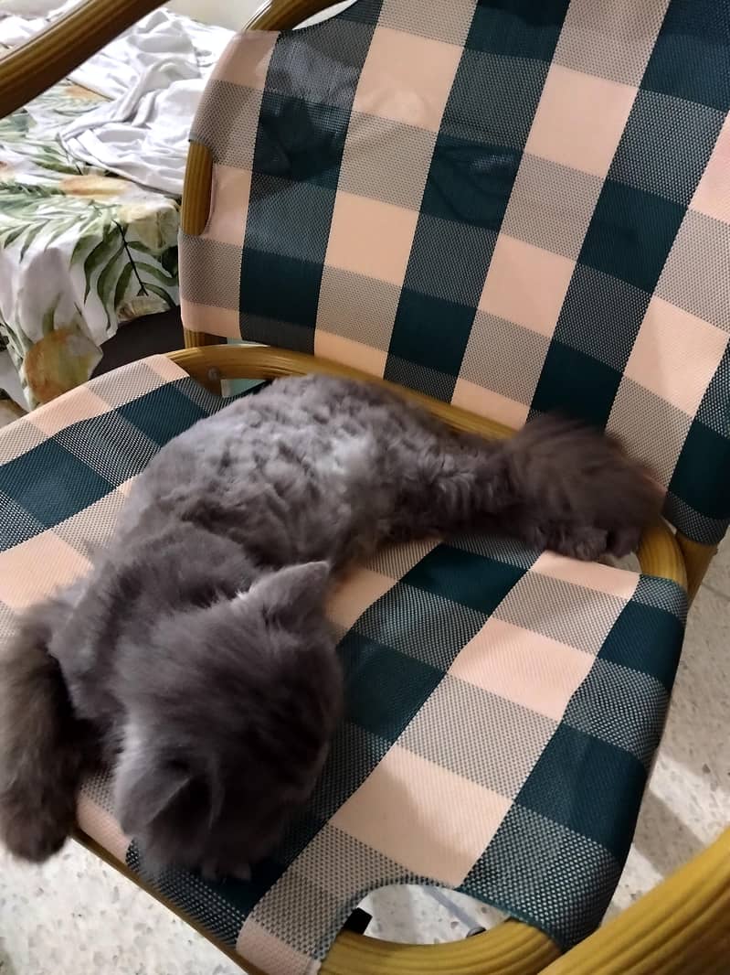 Persia cat 1